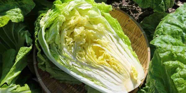 تصویر 4 از خرید کاهو چینی اصفهان + قیمت فروش استثنایی